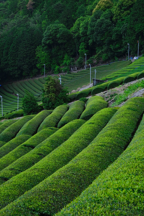 Terroir japonais
