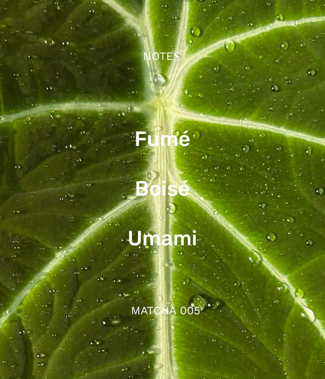 MATCHA 005 - Le nouveau matin